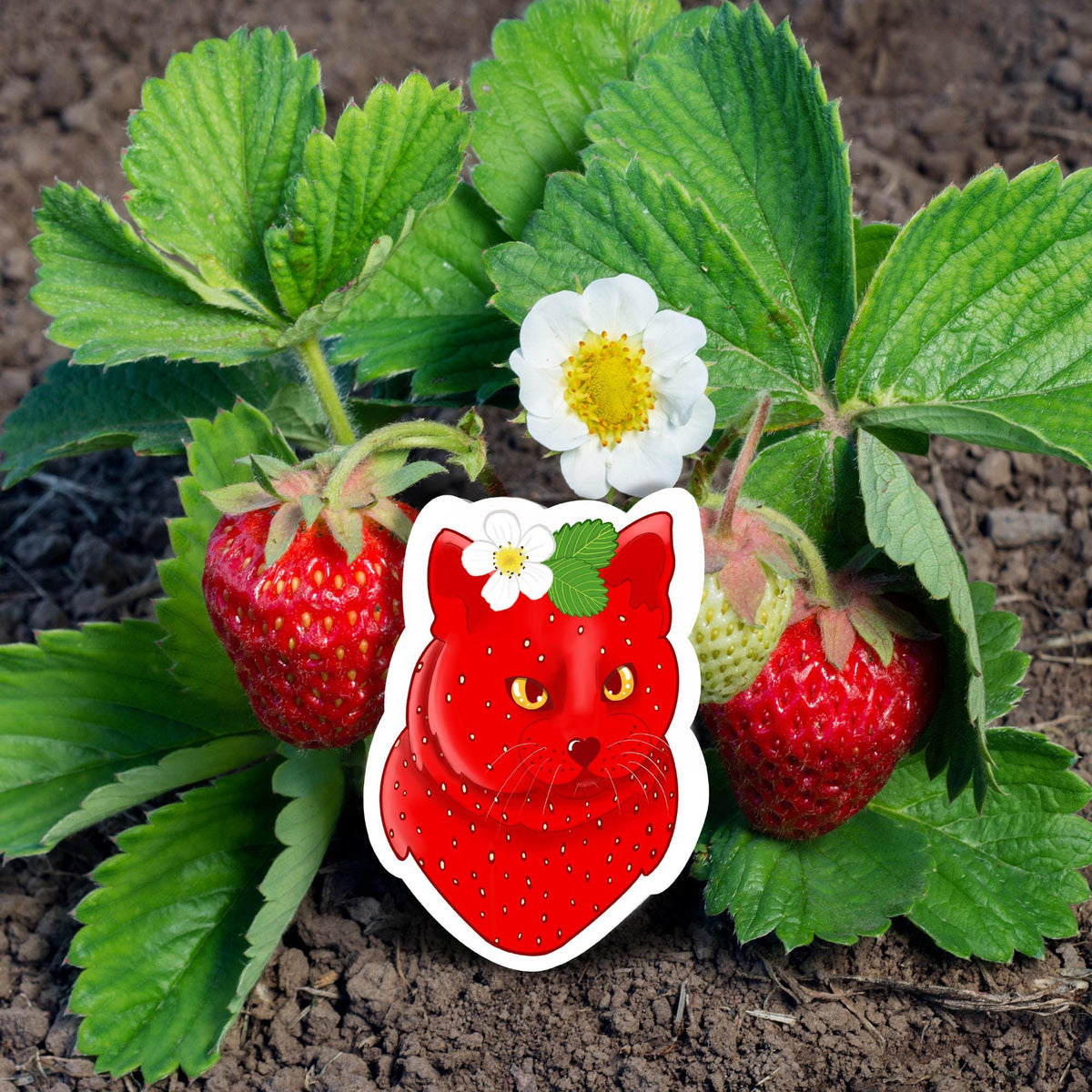 Berry